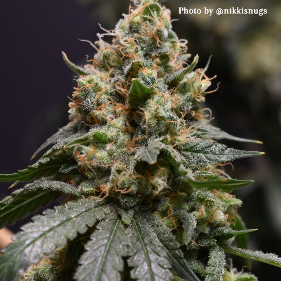 Back To The Future #2