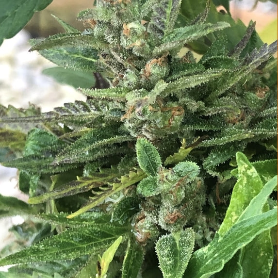 Black Apple Fritter Auto