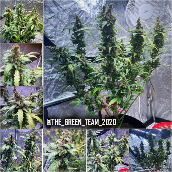 Peanut Butter Cookies Auto