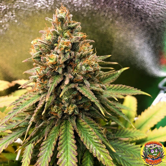 Peanut Butter Cookies Feminised