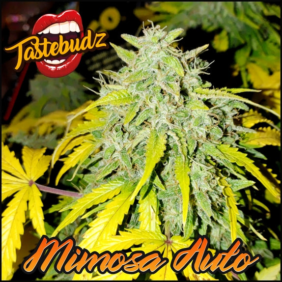 Mimosa Auto